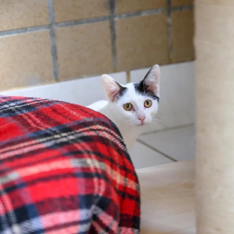 Vera, female puppy European Shorthair for adoption at Name, Kassel