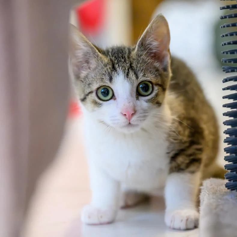 Vick, male puppy European Shorthair for adoption at Name, Kassel