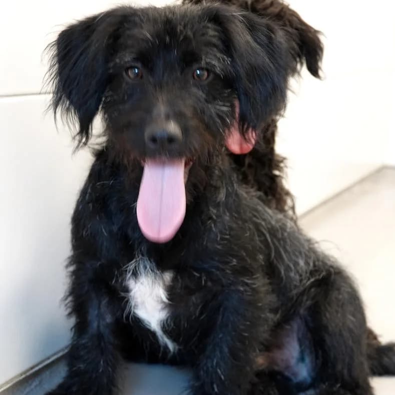 Chris, male puppy Mixed Breed for adoption at Name, Kassel