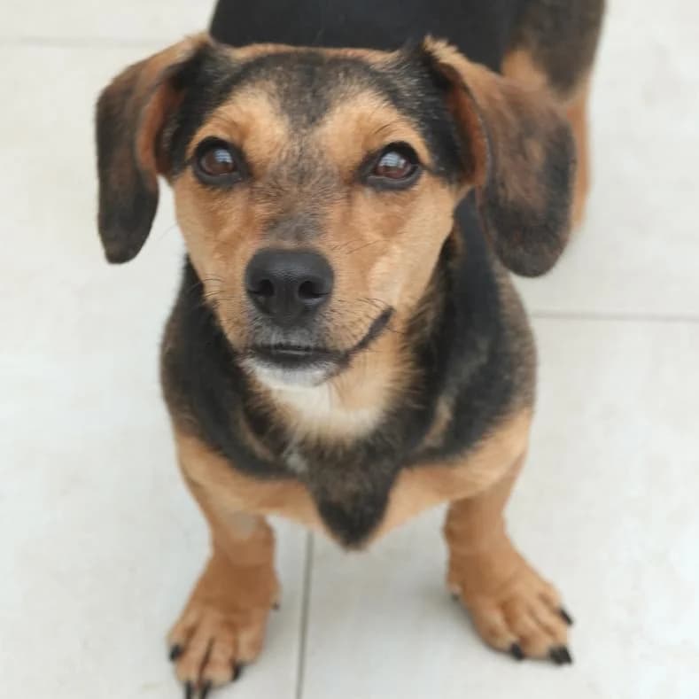 Sisi, female young Mixed Breed for adoption at Name, Kassel