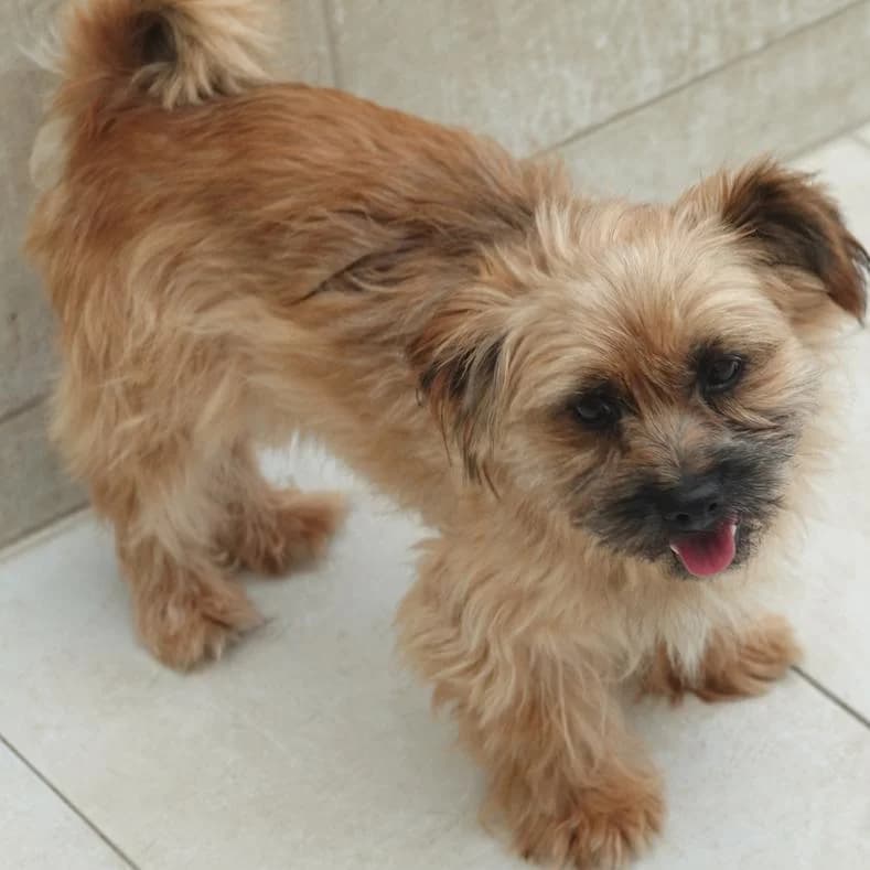 Teddy, male 7yo Mixed Breed for adoption at Name, Kassel