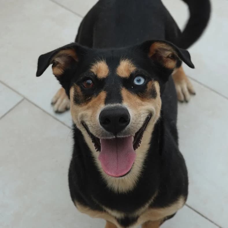 Ellie, female 3yo Mixed Breed for adoption at Name, Kassel