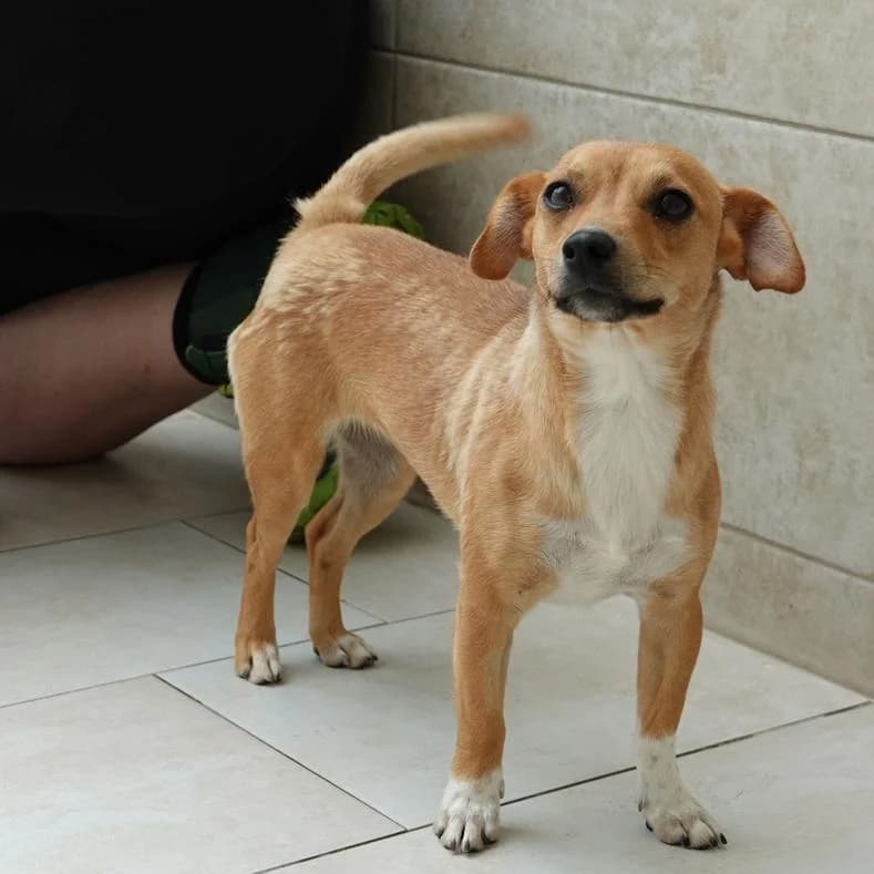 Bori, male puppy Mixed Breed for adoption at Name, Kassel