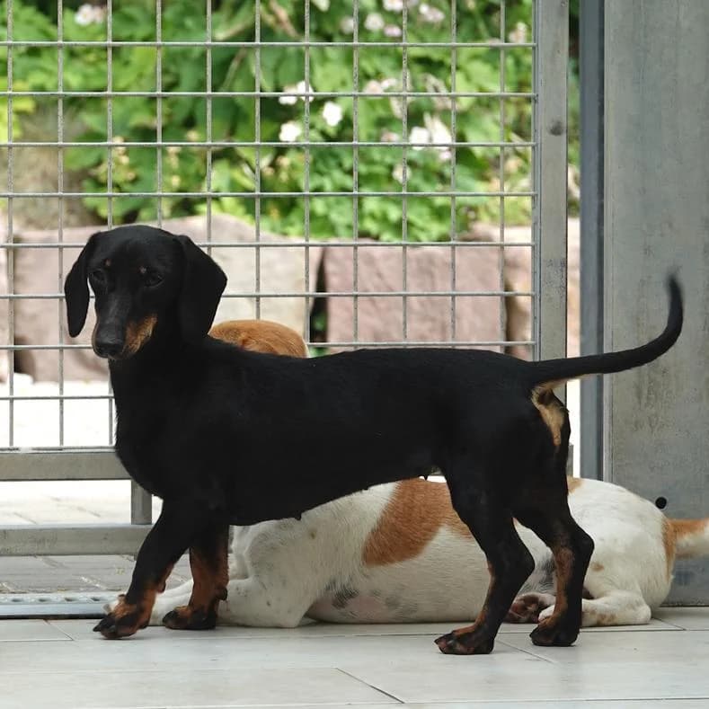 Bibi, female young Mixed Breed for adoption at Name, Kassel