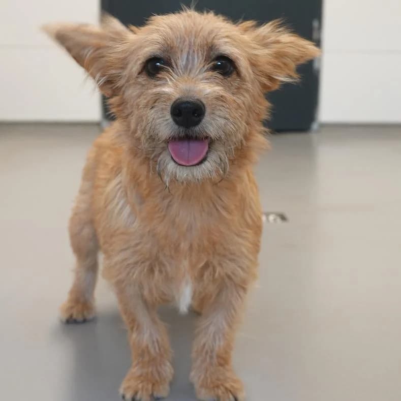 Bia, female puppy Mixed Breed for adoption at Name, Kassel
