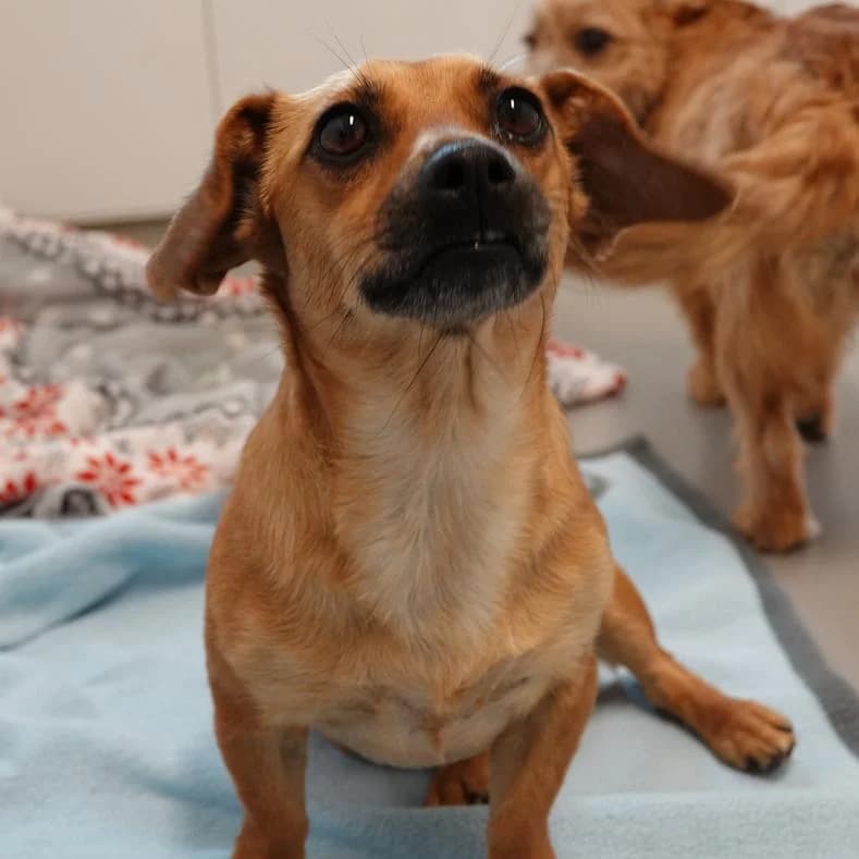 Amy, female young Mixed Breed for adoption at Name, Kassel