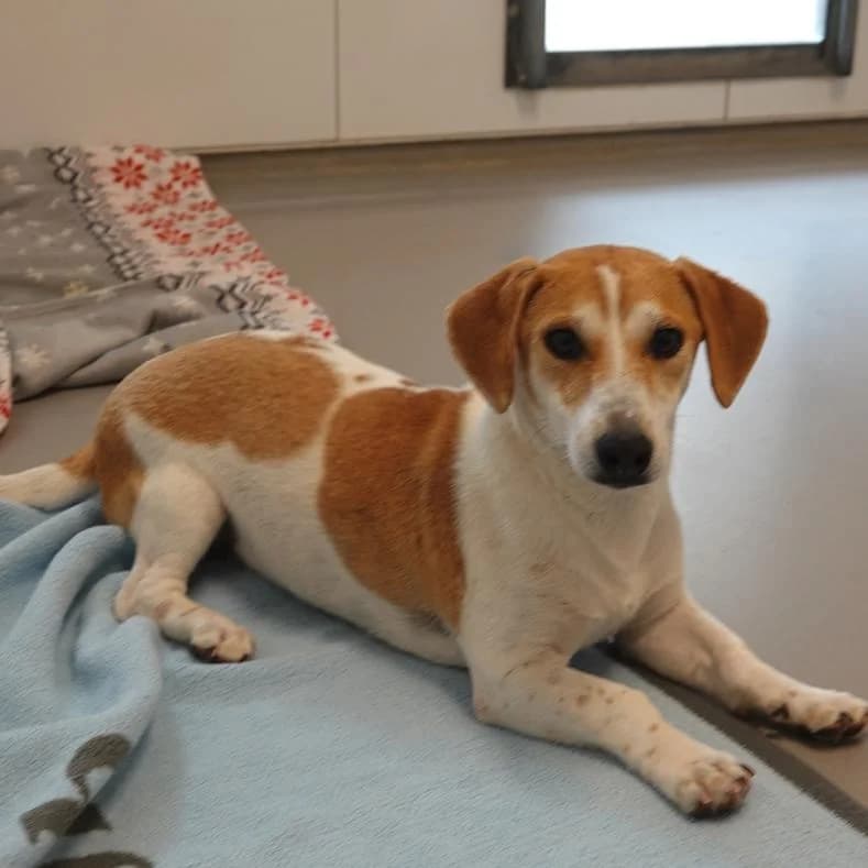 Jeck, male puppy Mixed Breed for adoption at Name, Kassel