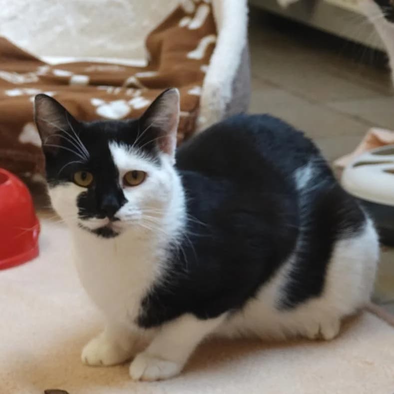 Putto (zusammen mit Keno), schwarz male young European Shorthair for adoption at Name, Kassel