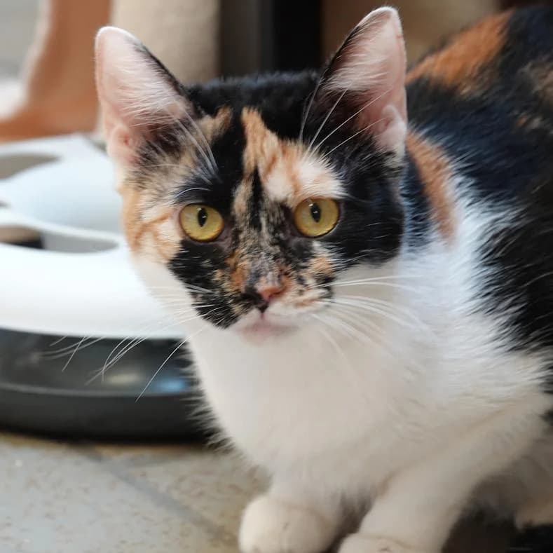Keno(zusammen mit Putto), female young European Shorthair for adoption at Name, Kassel
