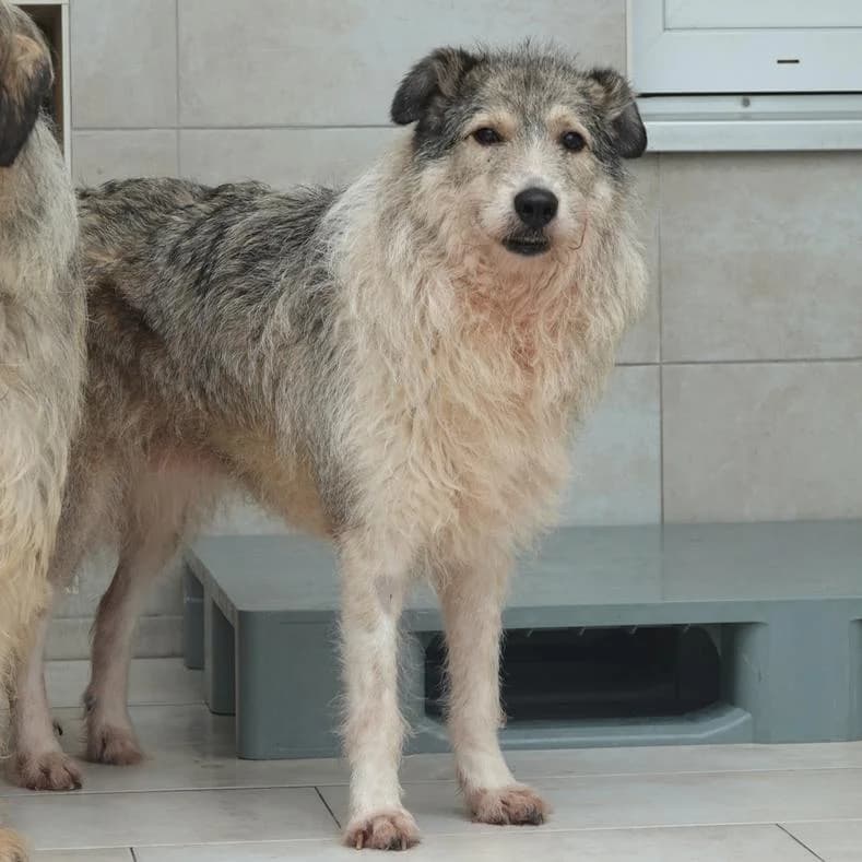 Zara, female senior Mixed Breed for adoption at Name, Kassel