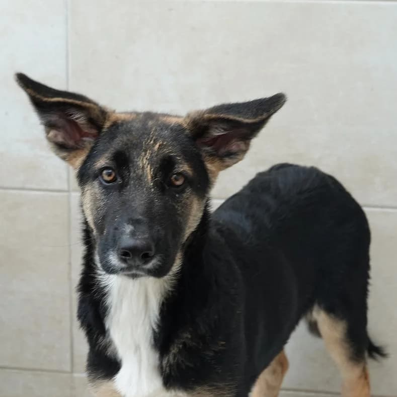 Dona, female puppy Mixed Breed for adoption at Name, Kassel