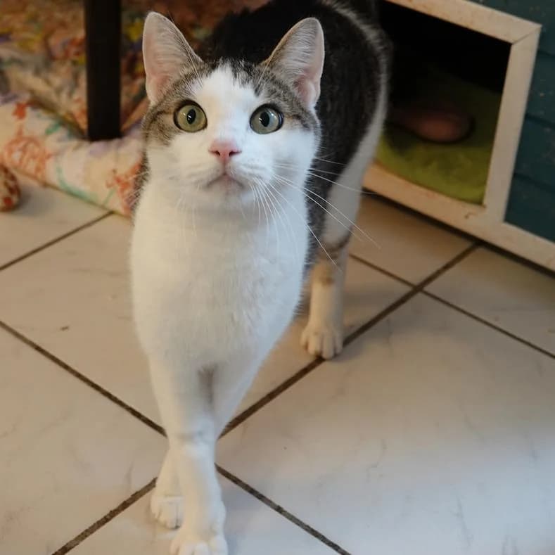 Kalamari, male 3yo European Shorthair for adoption at Name, Kassel