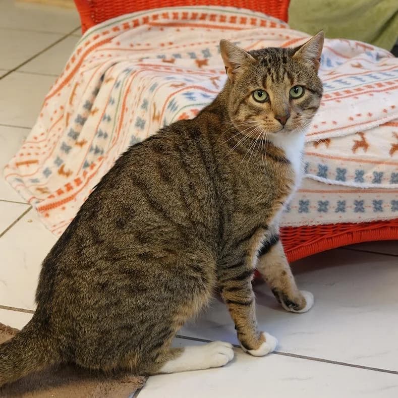 Pinocchio, male 4yo European Shorthair for adoption at Name, Kassel