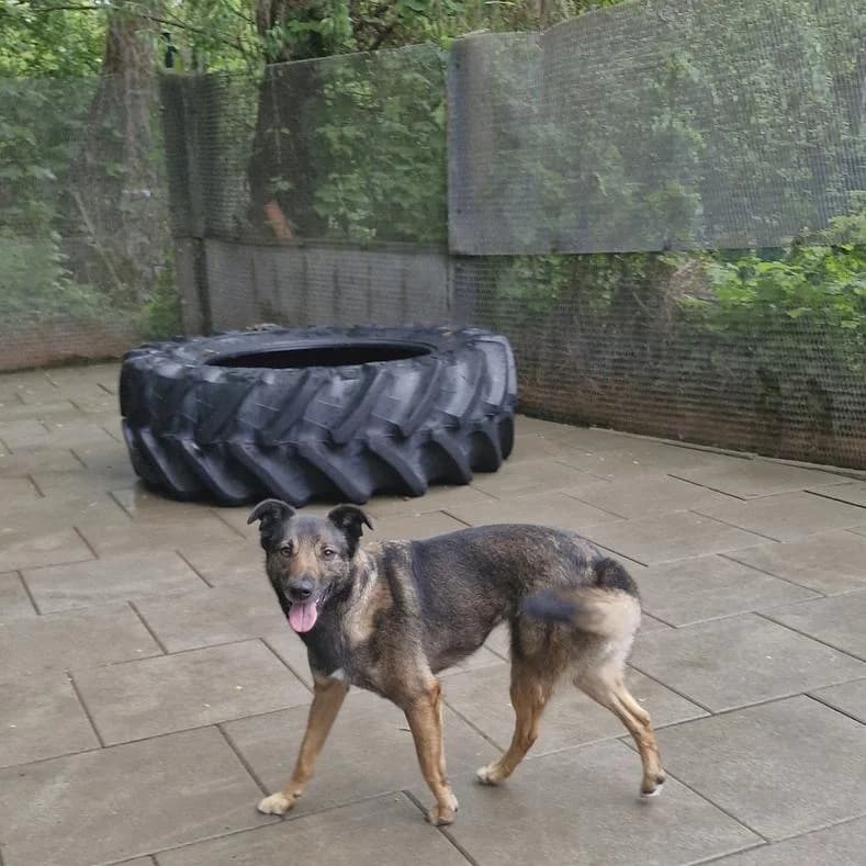 Nora, female 3yo Mixed Breed for adoption at Name, Kassel