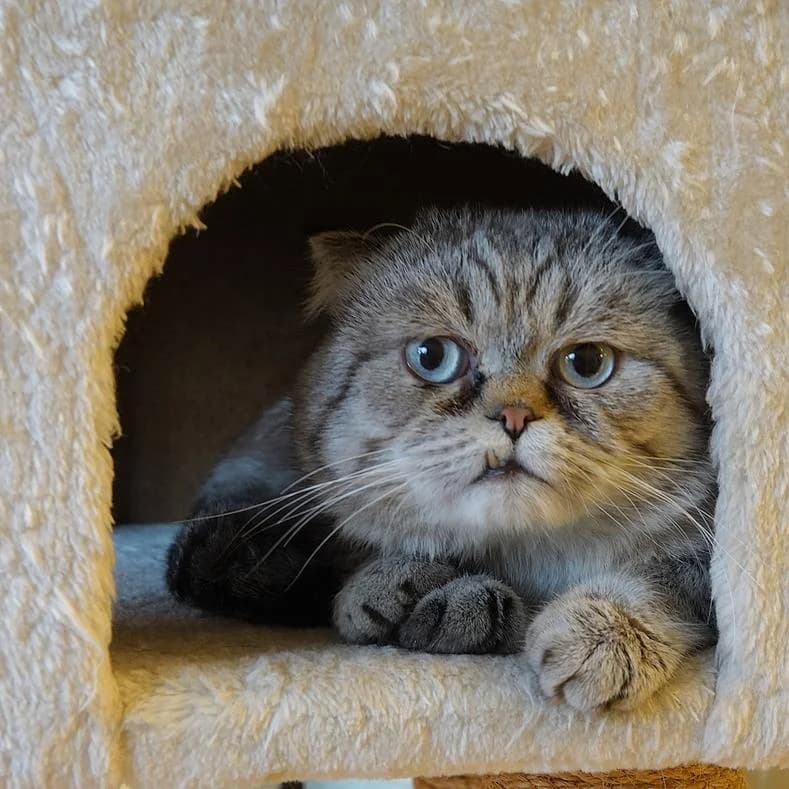 Zähnchen, male senior Scottish Fold for adoption at Name, Kassel