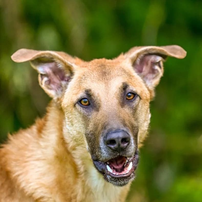Hank, male young Mixed Breed for adoption at Name, Kassel