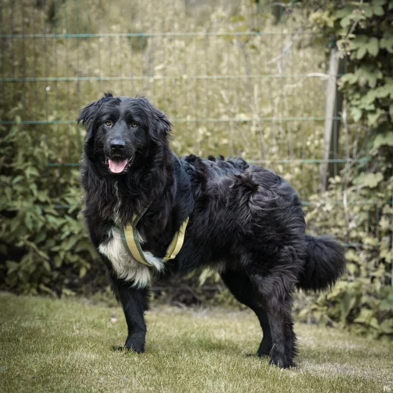 Pascar, male young Mixed Breed for adoption at Name, Kassel