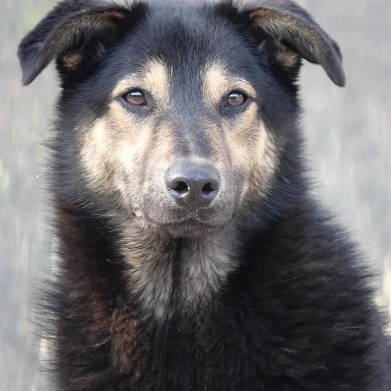 Balu, male young Mixed Breed for adoption at Name, Kassel