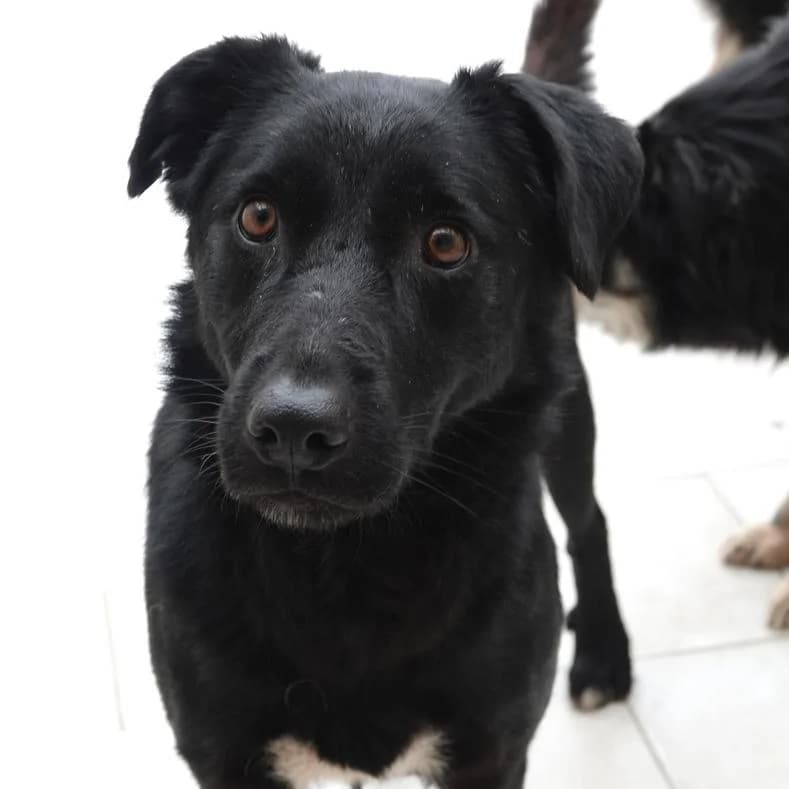 Sara, female 4yo Mixed Breed for adoption at Name, Kassel