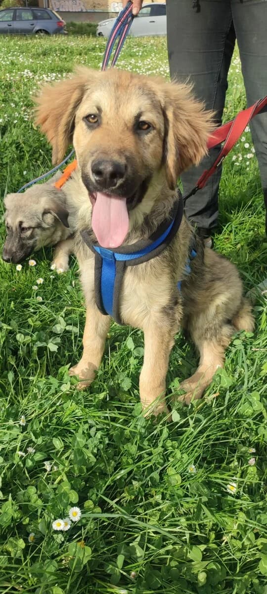 Rocky- Sarplaninac Mix Junghund - we all love rescue dogs, Mixed Breed for adoption at We All Love Rescue Dogs