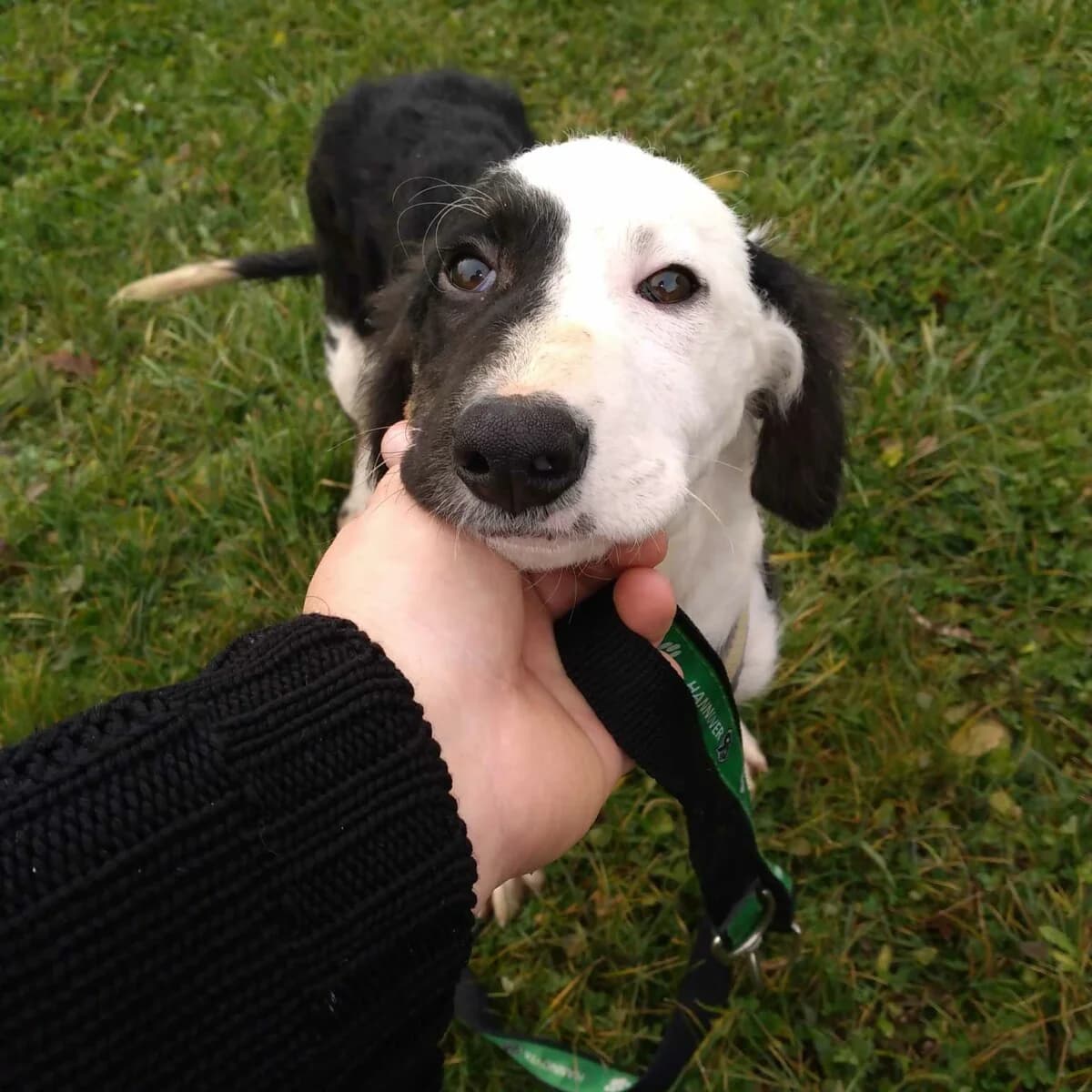 Aleksandra - Mischling in Not - we all love rescue dogs, Mixed Breed for adoption at We All Love Rescue Dogs