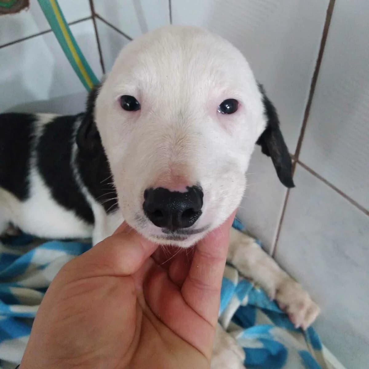 Aleksandro- Mischling in Not - we all love rescue dogs, Mixed Breed for adoption at We All Love Rescue Dogs
