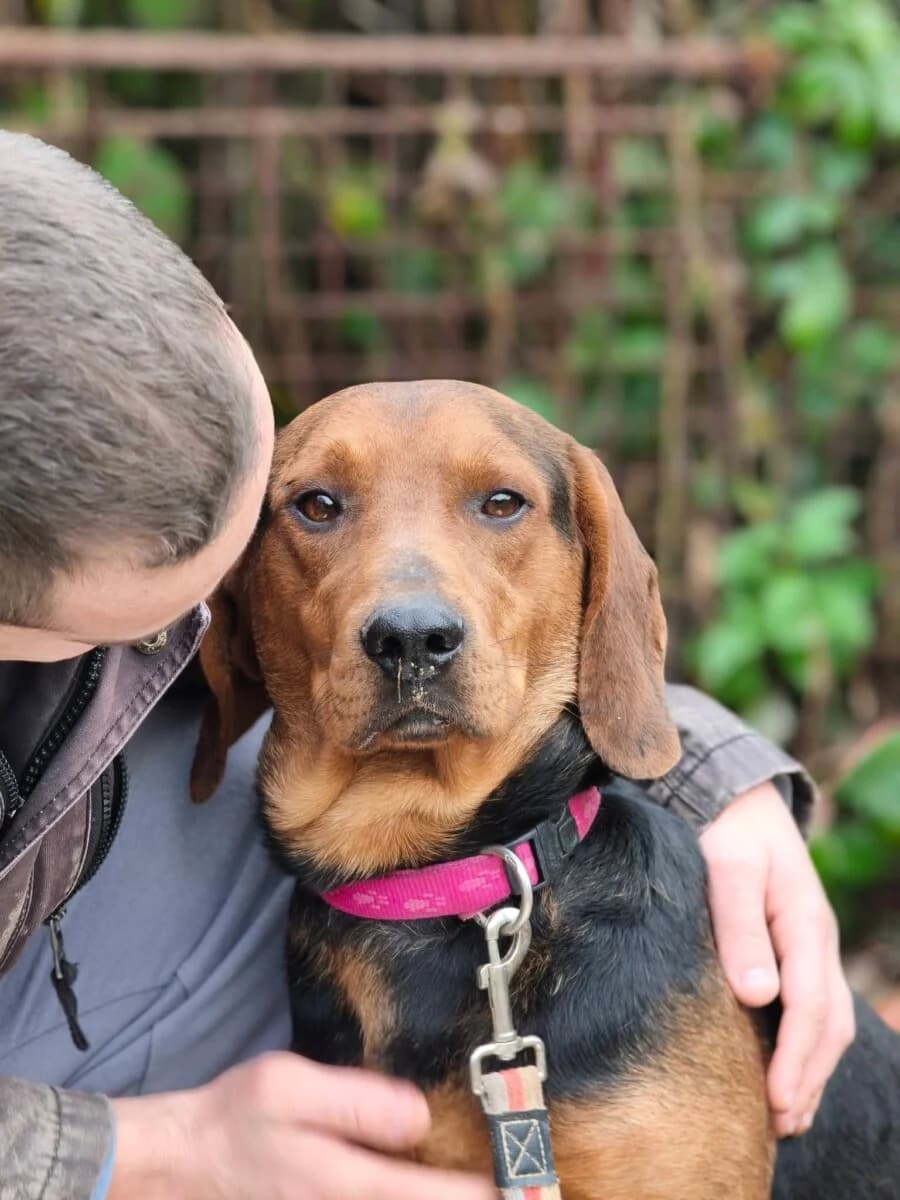Apollo - gemütliche Bracke - we all love rescue dogs, Mixed Breed for adoption at We All Love Rescue Dogs