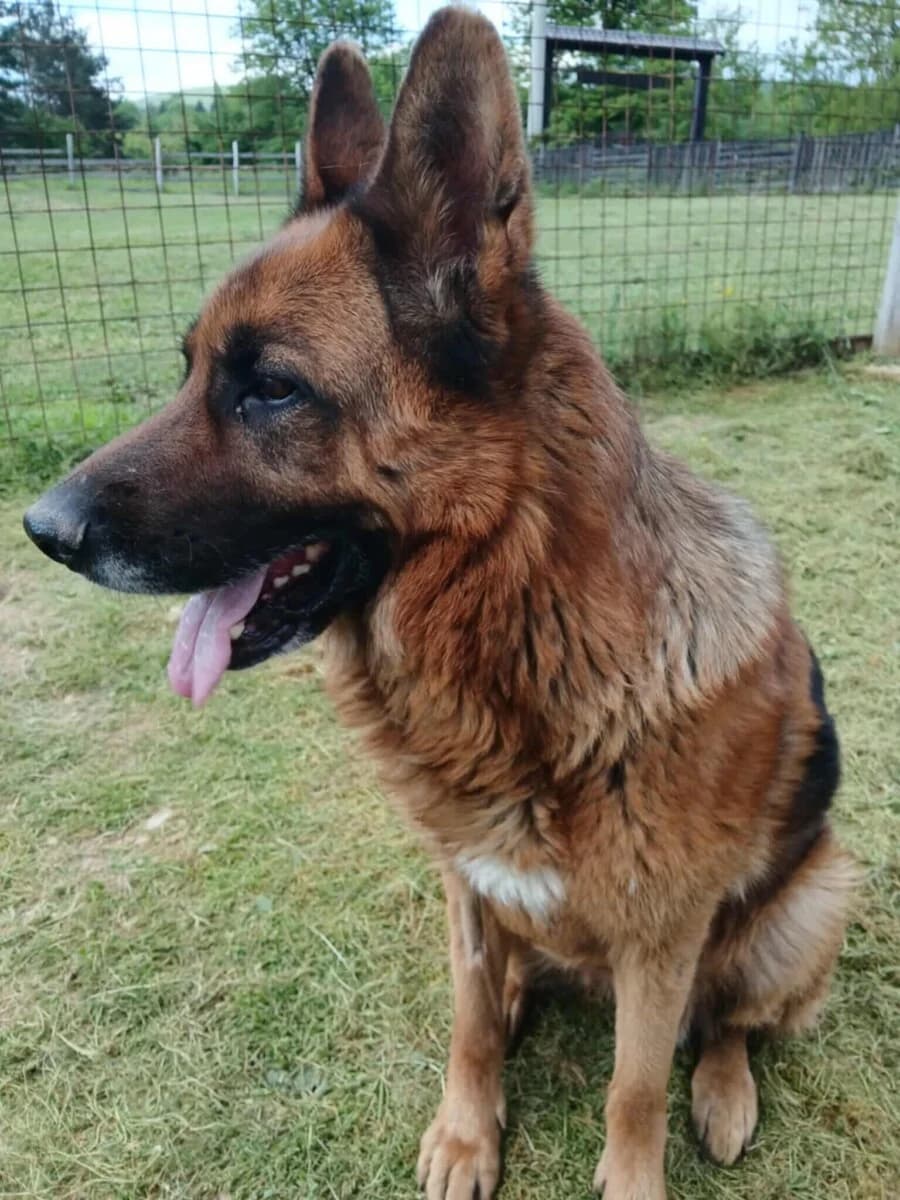 Ari - Deutscher Schäferhund - we all love rescue dogs, Mixed Breed for adoption at We All Love Rescue Dogs