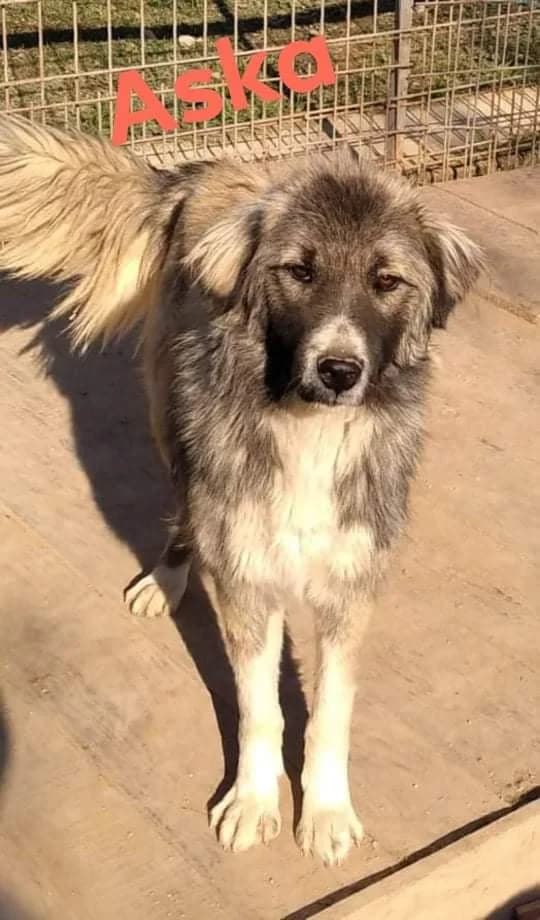 Aska - Sarplaninac Mischling in Not - we all love rescue dogs, Mixed Breed for adoption at We All Love Rescue Dogs