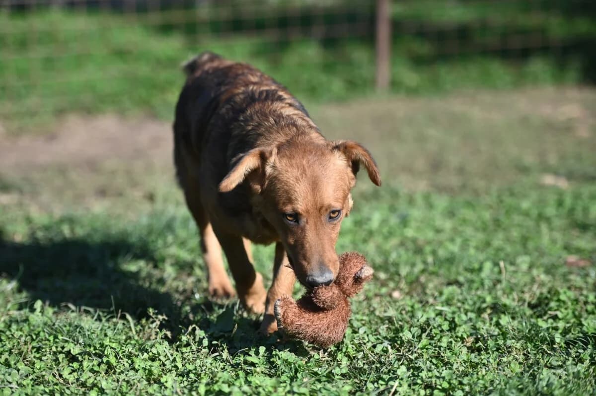 Ben - kleiner Prachtkerl - we all love rescue dogs, Mixed Breed for adoption at We All Love Rescue Dogs