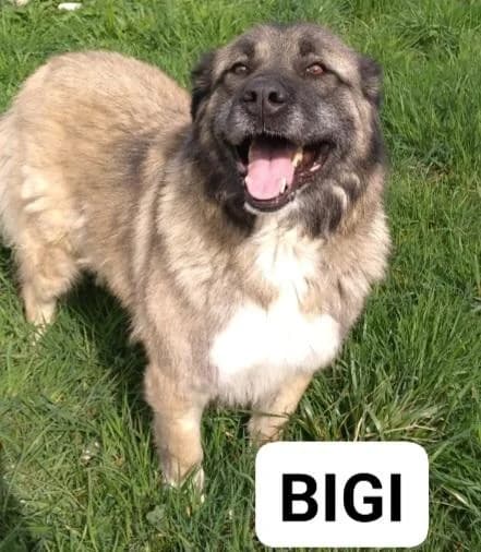 Bigi - Sarplaninac sucht sein Zuhause - we all love rescue dogs, Mixed Breed for adoption at We All Love Rescue Dogs
