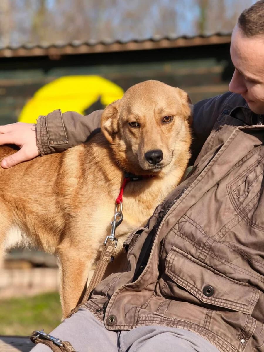 Bros - fröhlich und sanft - we all love rescue dogs, Mixed Breed for adoption at We All Love Rescue Dogs