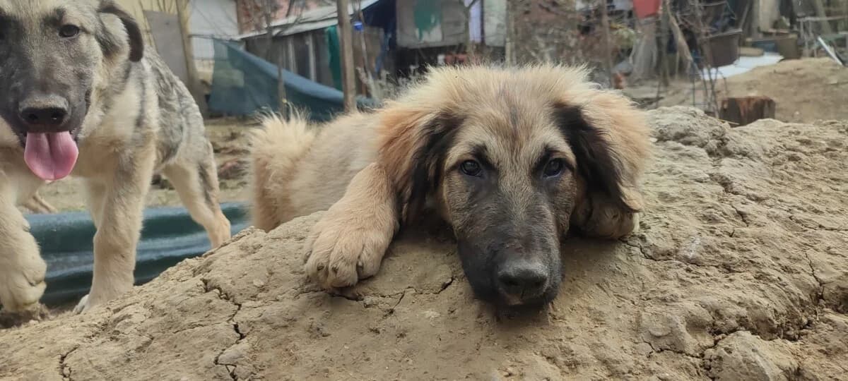 Bruno - Sarplaninac Junghund - we all love rescue dogs, Mixed Breed for adoption at We All Love Rescue Dogs