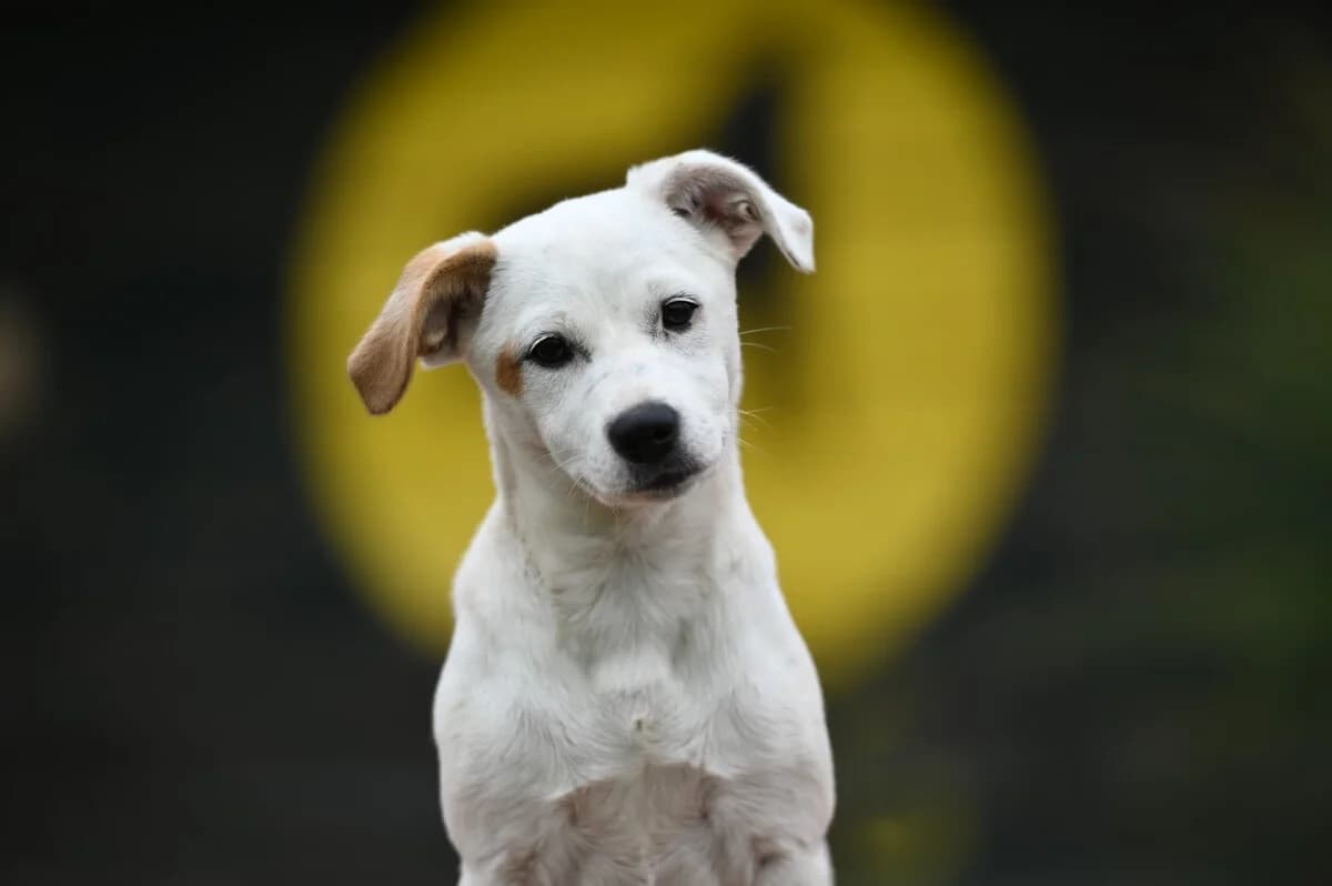 Carla - weiße Flocke - we all love rescue dogs, Mixed Breed for adoption at We All Love Rescue Dogs