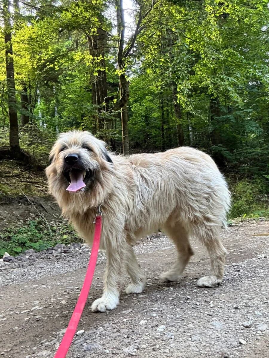 Chupo - Happy End - we all love rescue dogs, Mixed Breed for adoption at We All Love Rescue Dogs