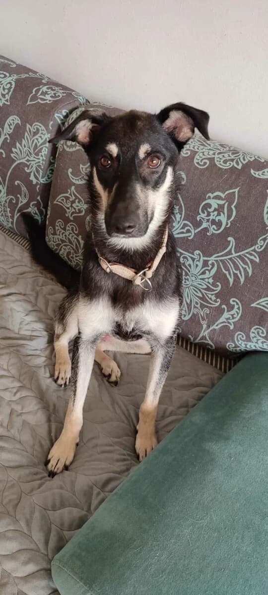 Cuci - jung und einfach gut drauf - we all love rescue dogs, Mixed Breed for adoption at We All Love Rescue Dogs