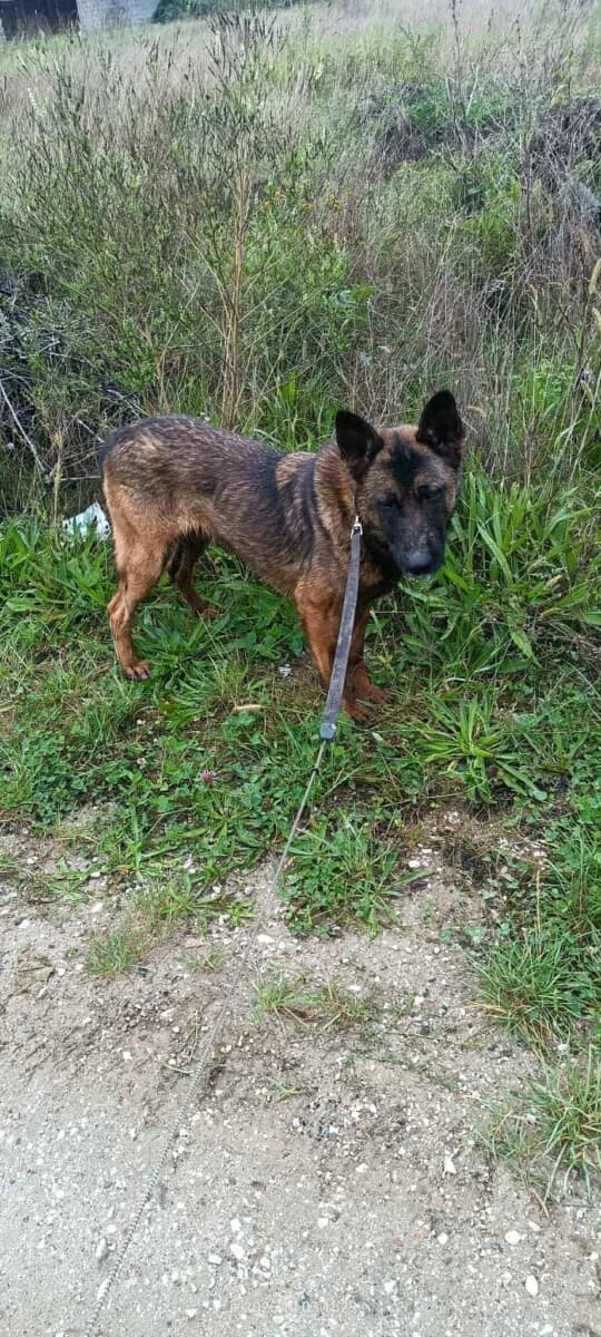 Elvis - der Clown - we all love rescue dogs, Mixed Breed for adoption at We All Love Rescue Dogs