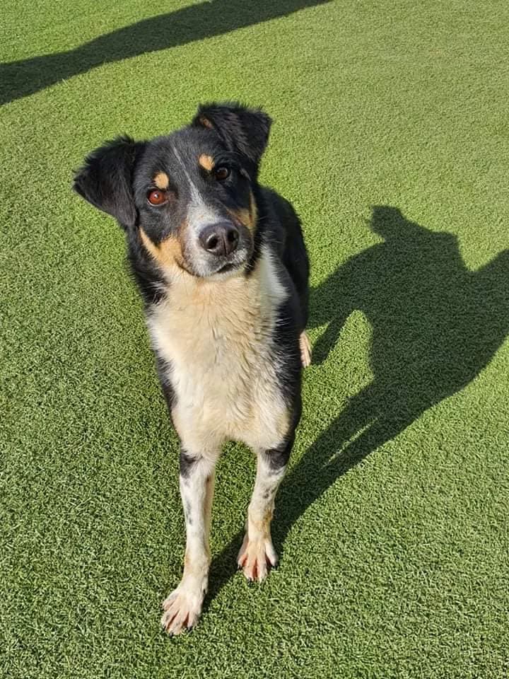 Felix ein Energiebündel - we all love rescue dogs, Mixed Breed for adoption at We All Love Rescue Dogs