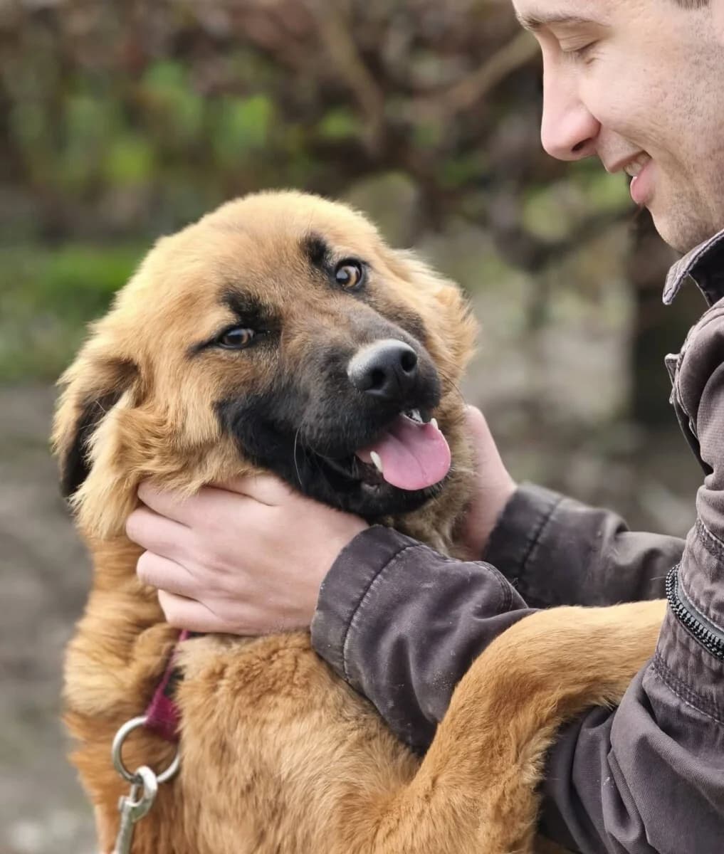Hugo - ein Löwenherz - we all love rescue dogs, Mixed Breed for adoption at We All Love Rescue Dogs