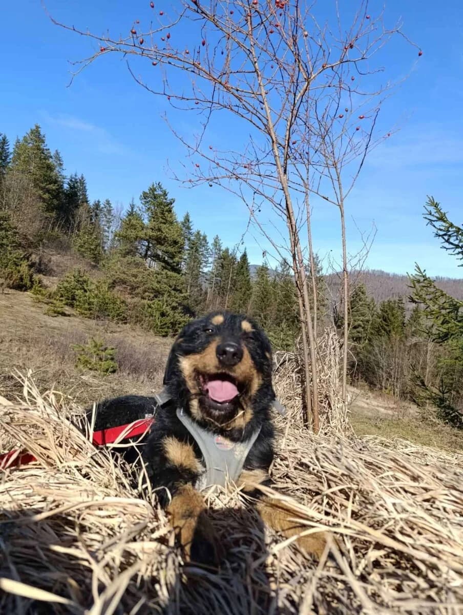 Emma - Jagdterrier Mix - we all love rescue dogs, Mixed Breed for adoption at We All Love Rescue Dogs