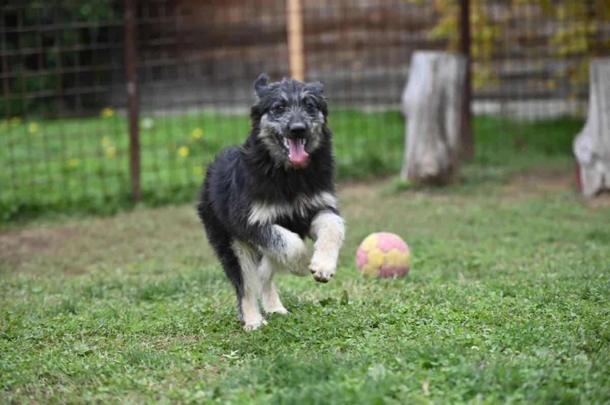 Jeremy - schöner Mischling - we all love rescue dogs, Mixed Breed for adoption at We All Love Rescue Dogs