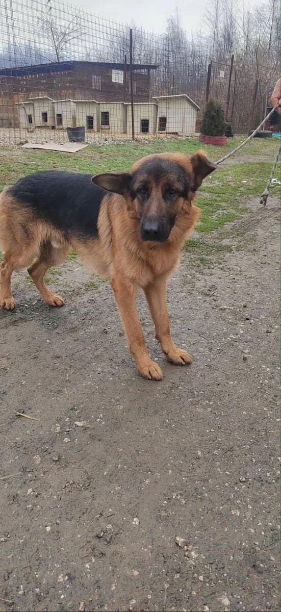 Konti - junger deutscher Schäferhund - we all love rescue dogs, Mixed Breed for adoption at We All Love Rescue Dogs