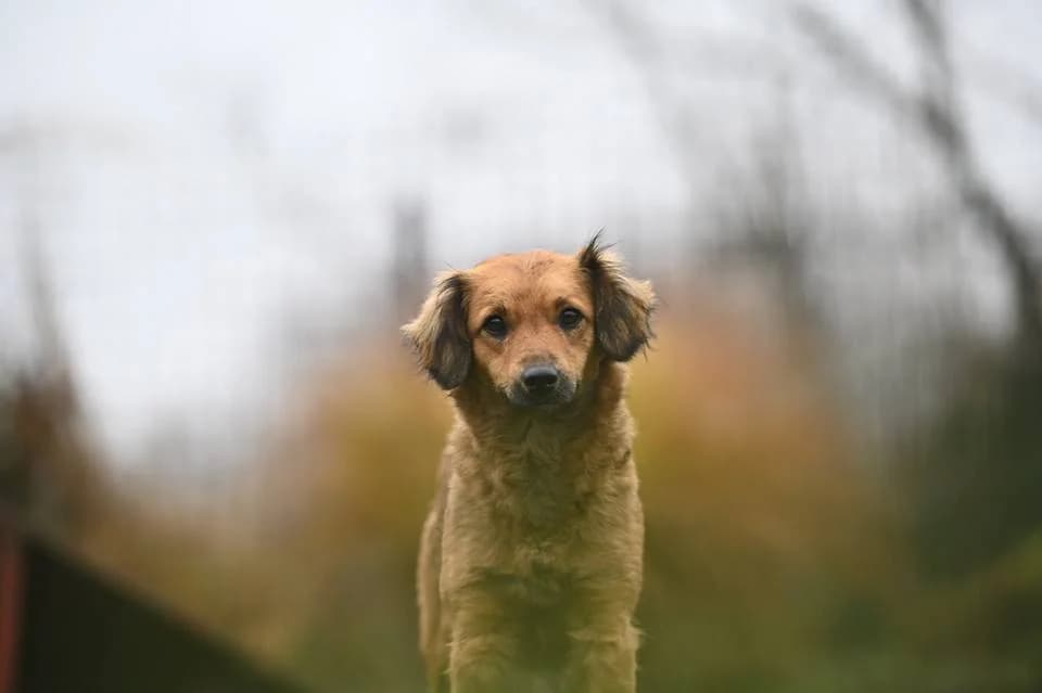 Kyra - zart und tapfer - we all love rescue dogs, Mixed Breed for adoption at We All Love Rescue Dogs