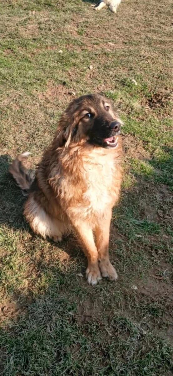 Leo - wunderschöner Junghund - einfach liebenswert - we all love rescue dogs, Mixed Breed for adoption at We All Love Rescue Dogs