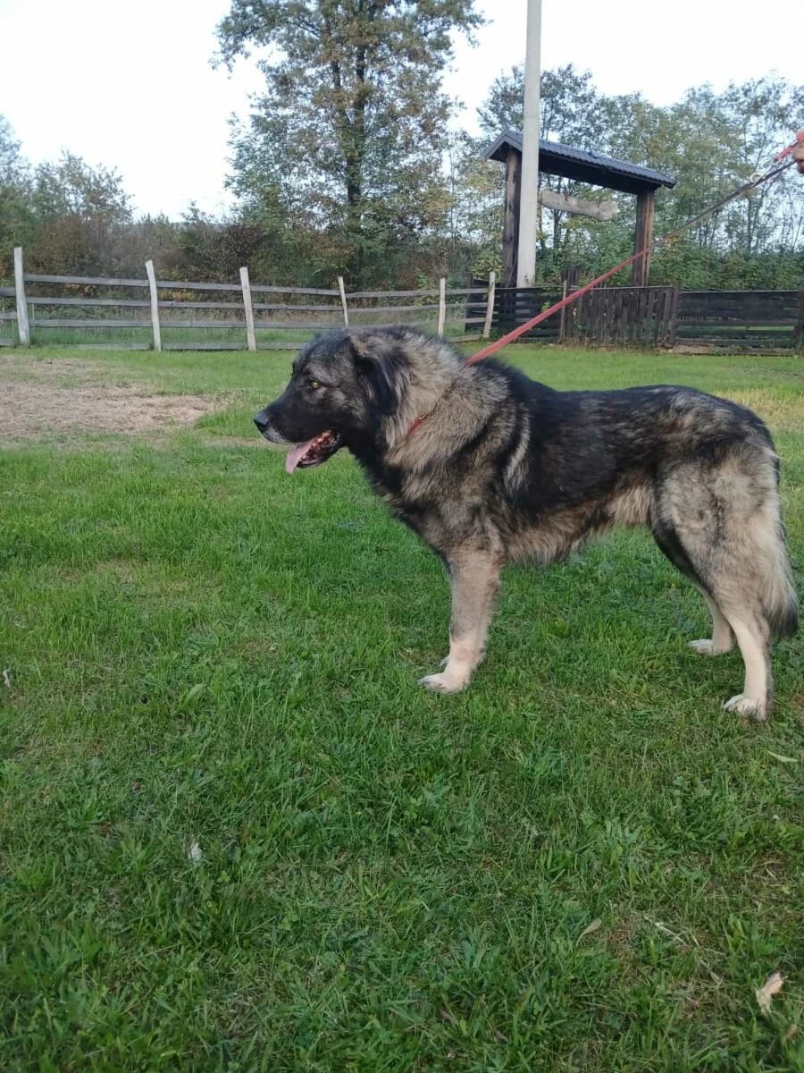 Lino - Kaukasischer Owtscharka - we all love rescue dogs, Mixed Breed for adoption at We All Love Rescue Dogs