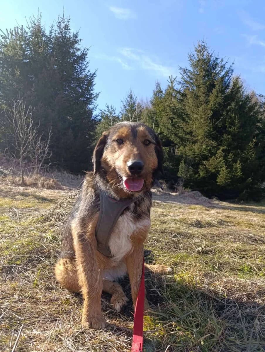 Lotta - Jagterrier Mix - we all love rescue dogs, Mixed Breed for adoption at We All Love Rescue Dogs
