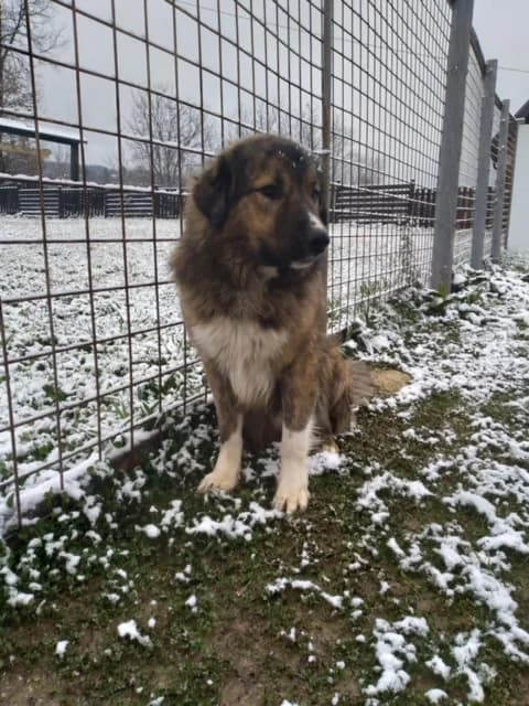 Luca - Sarplaninac - Einzelhund - we all love rescue dogs, Mixed Breed for adoption at We All Love Rescue Dogs