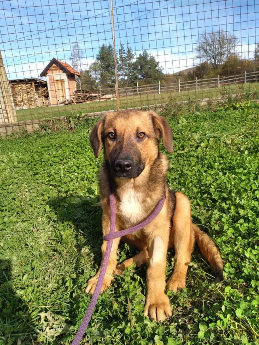Macho - Mischling in Not sucht ein Zuhause - we all love rescue dogs, Mixed Breed for adoption at We All Love Rescue Dogs