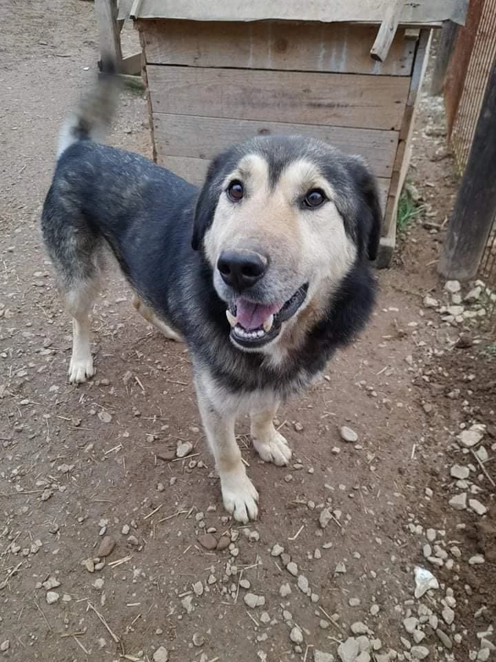 Maxx - ein gutmütiger Schatz - we all love rescue dogs, Mixed Breed for adoption at We All Love Rescue Dogs