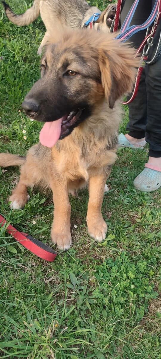 Mikkel -Sarplaninac Mix Junghund - we all love rescue dogs, Mixed Breed for adoption at We All Love Rescue Dogs